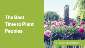 Best Time to Plant Peonies 