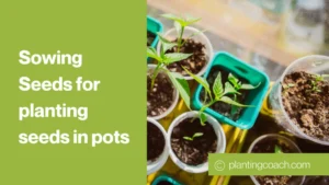 Sowing Seeds for planting seeds in pots