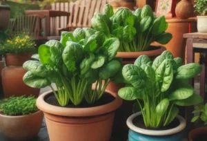 Spinach pot garden 
