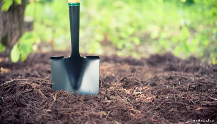 Grow and Care for an Aspen Tree