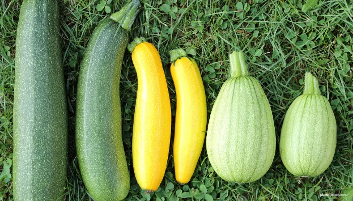 How to Grow Courgettes