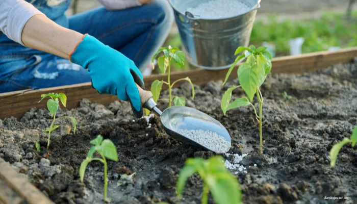 Growing Cauliflower from Seed