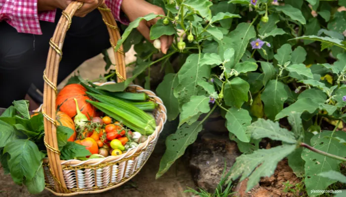 When and How to Harvest