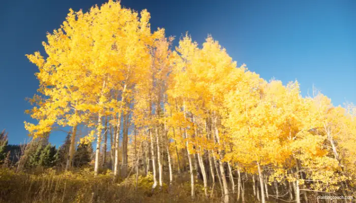 Grow and Care for an Aspen Tree