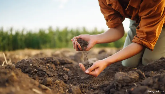 Planting Wild Strawberry Plants