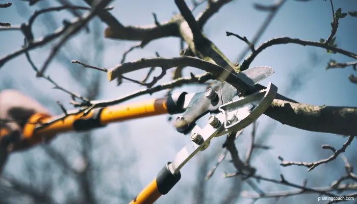 Grow and Care for an Aspen Tree