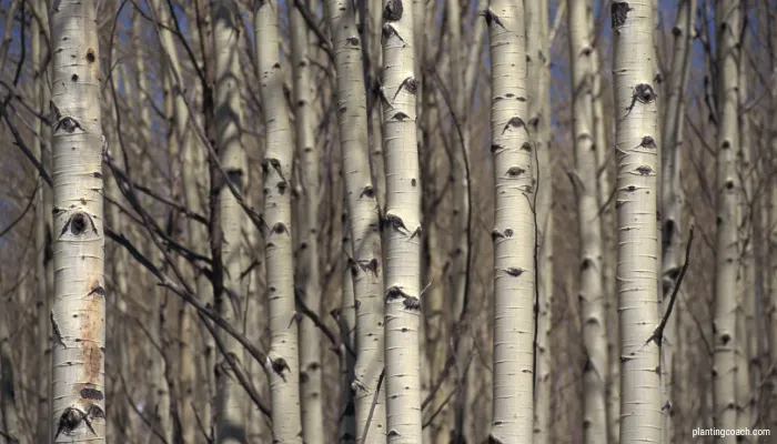 Grow and Care for an Aspen Tree