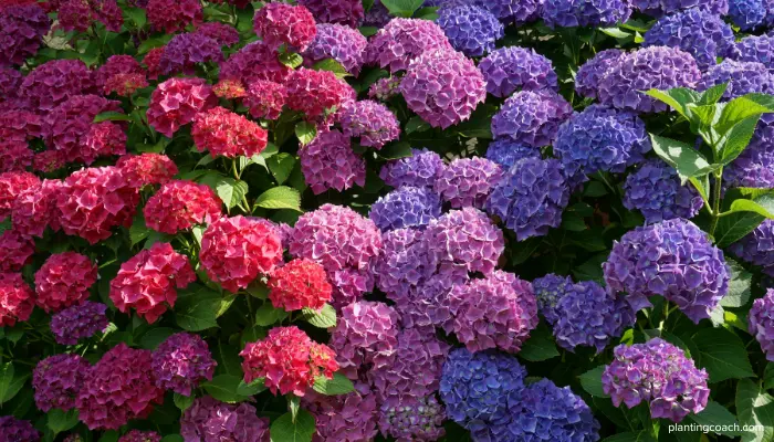 Types of Hydrangeas