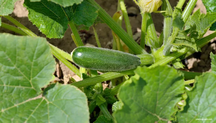 How to Grow Courgettes