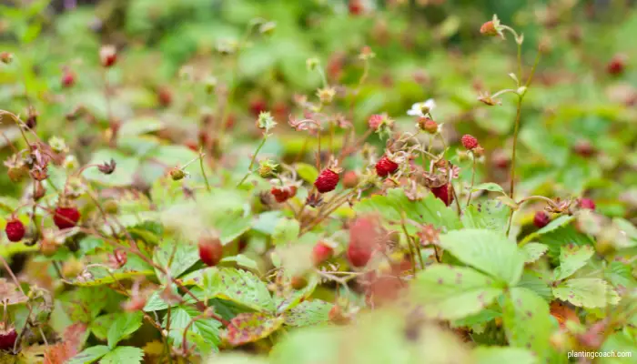 Understanding Fragaria Vesca