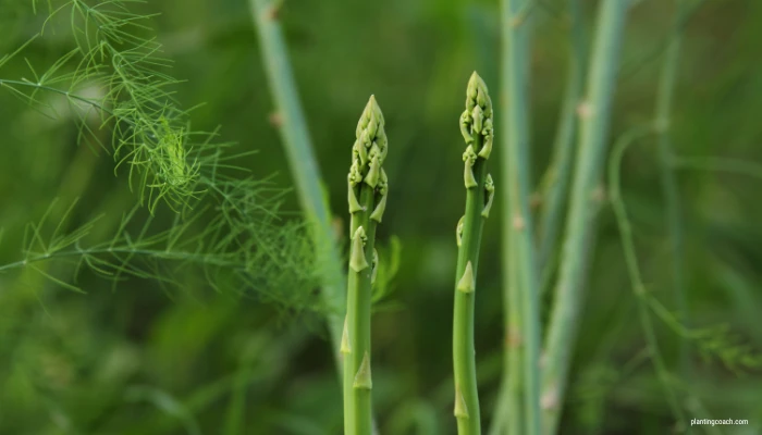 How to Grow Asparagus