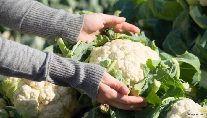 How to Grow Cauliflower