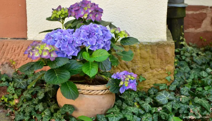 How to Grow Hydrangeas