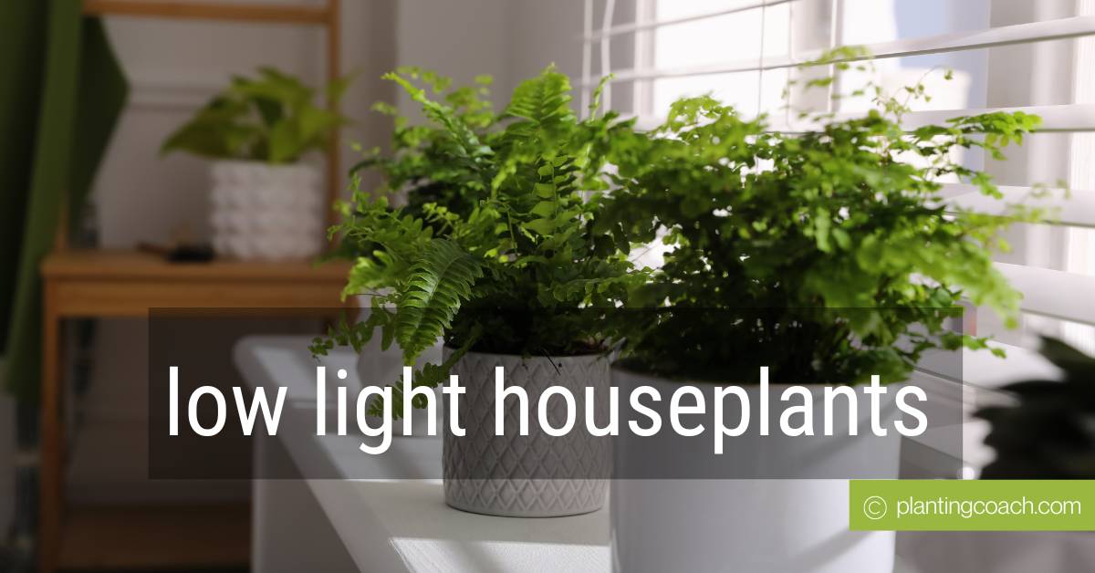 low light houseplants safe for cats - 3