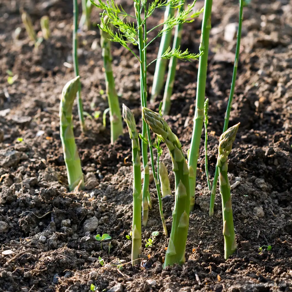 How to Grow Asparagus