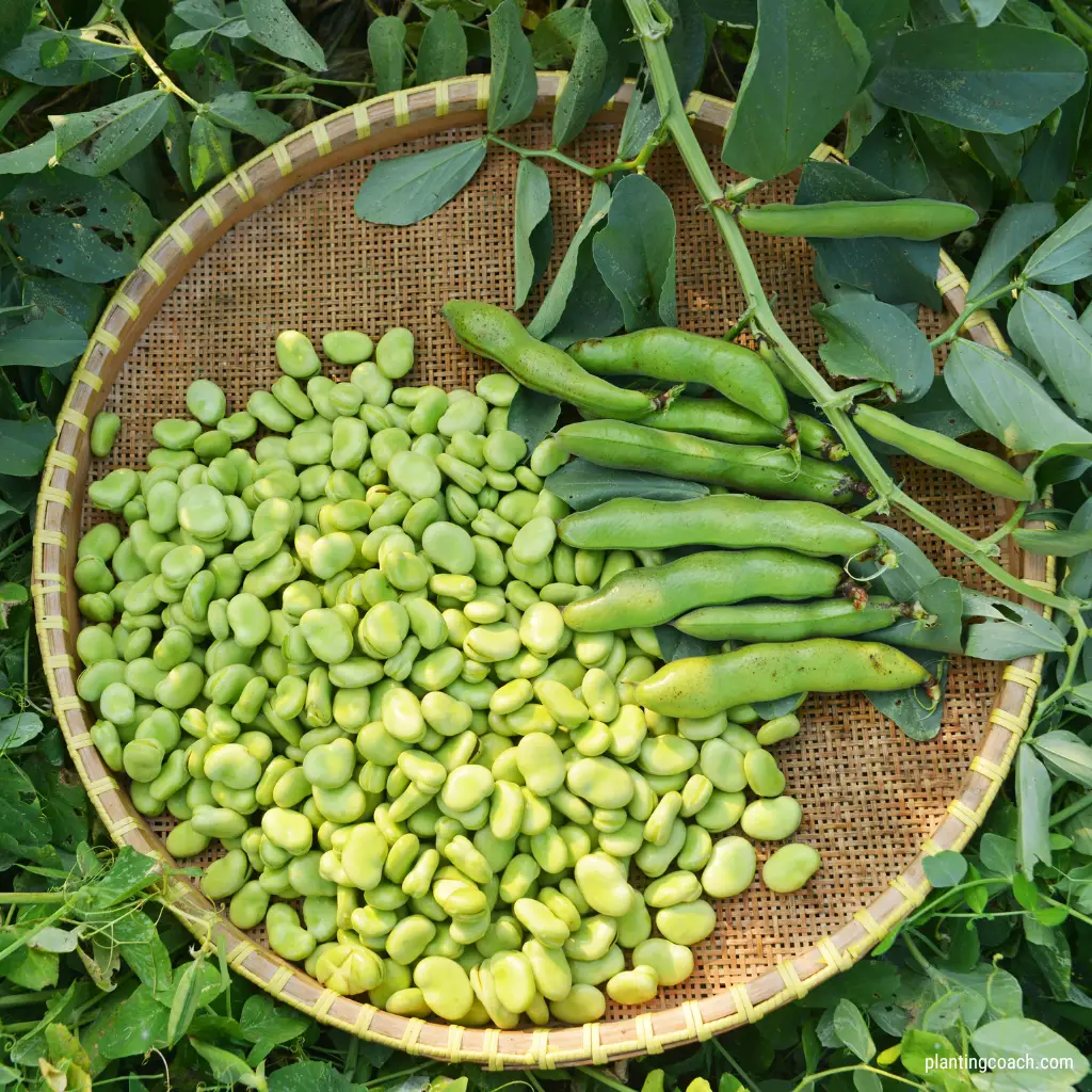 How to Grow Broad Beans - Planting Coach – Best Gardening Tips