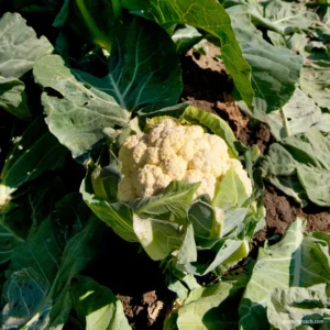 How to Grow Cauliflower