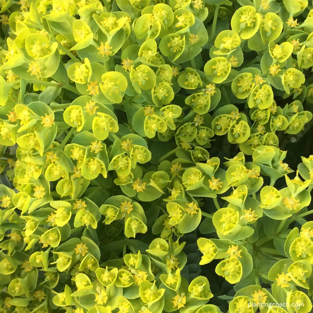 How to Grow Euphorbias