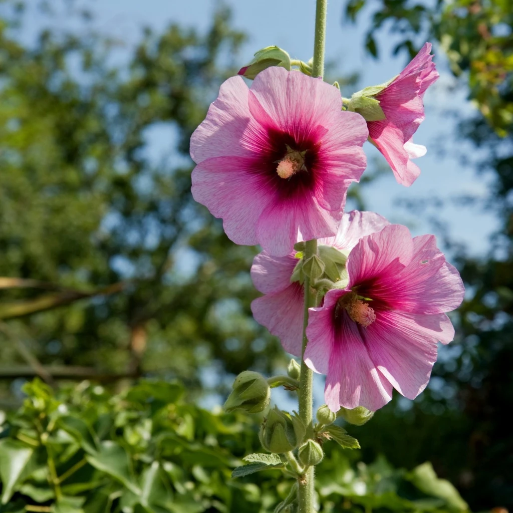 How to Grow Hollyhocks