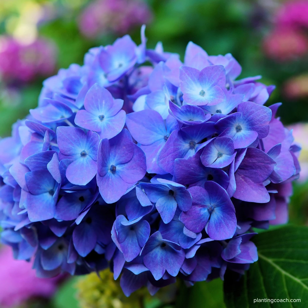 How to Grow Hydrangeas