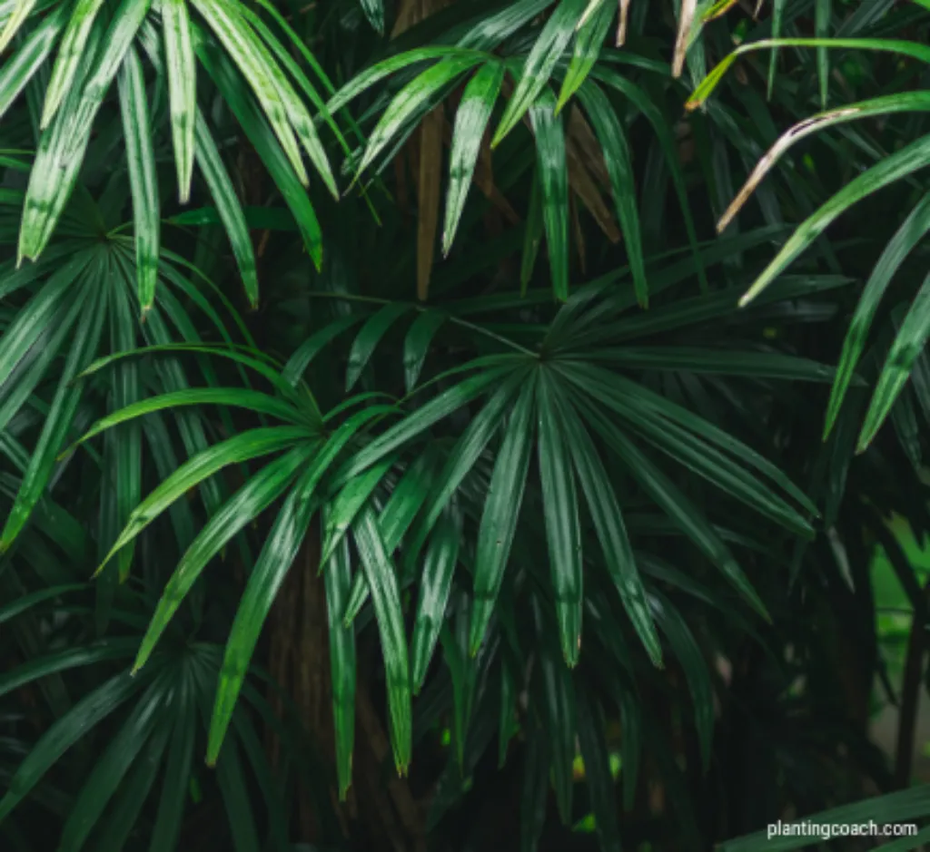 How to Grow and Care for Bamboo Palm