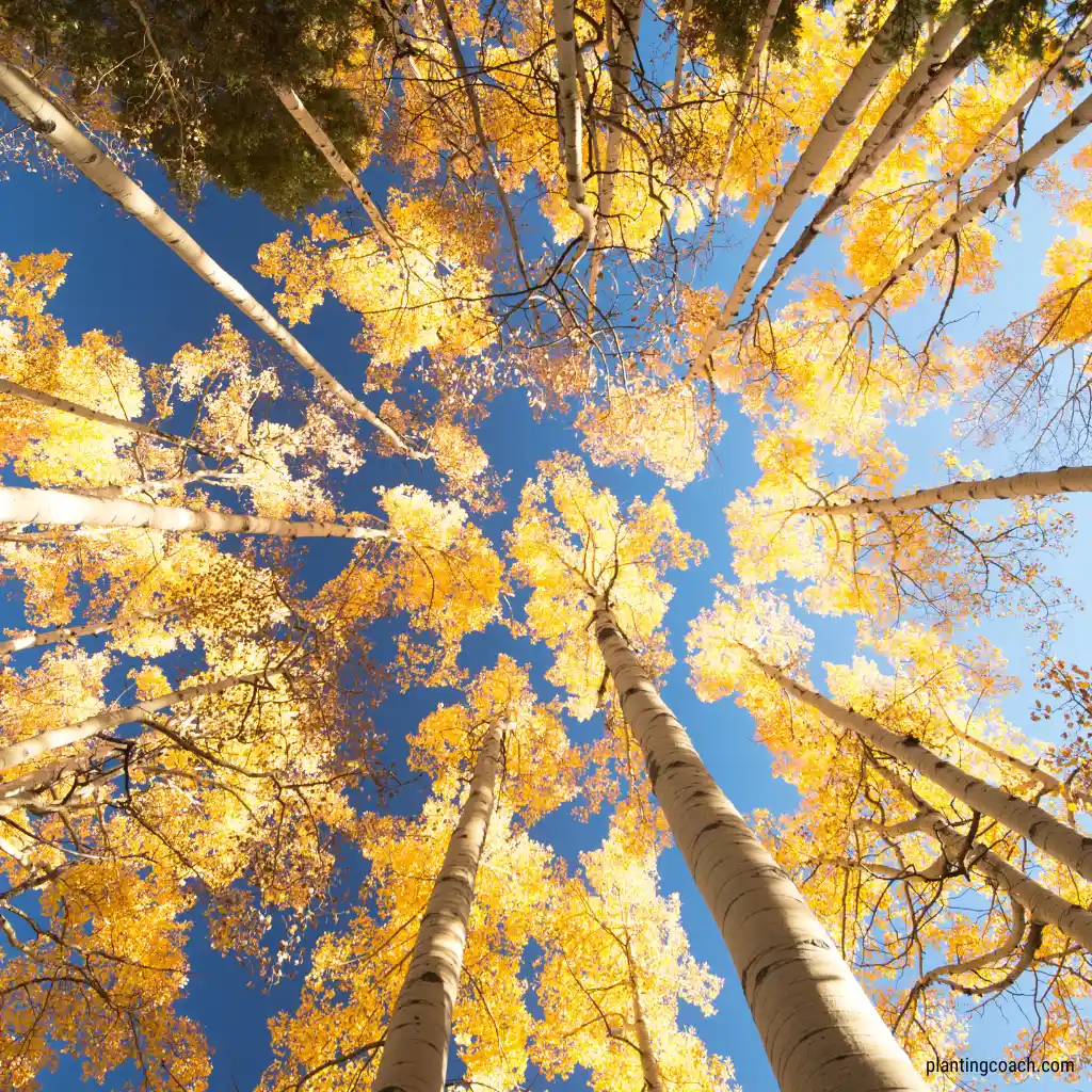 How to Grow and Care for an Aspen Tree