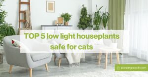 low light houseplants safe for cats